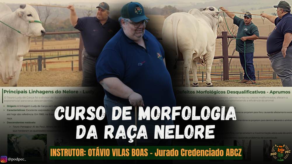 Apresentação do curso de morfologia da raça Nelore